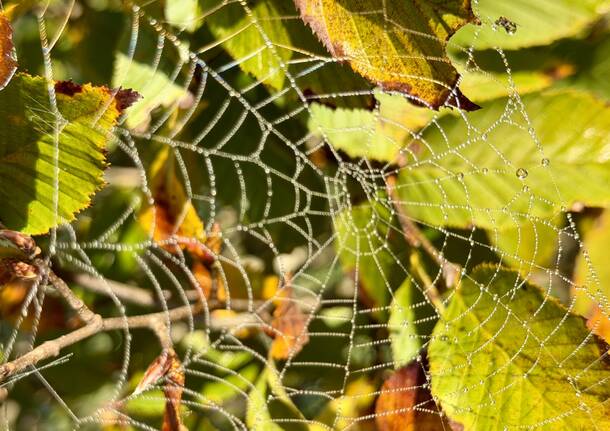 Ragnatela e colori autunnali