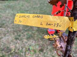 festa dell'albero varese 2025