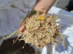 fiorume ate insubria olona