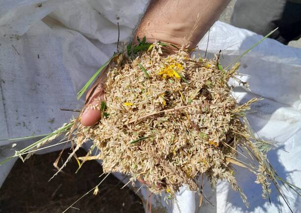 fiorume ate insubria olona