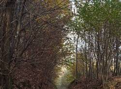 foglie e bosco in autunno