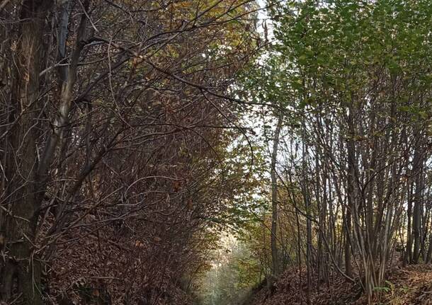 foglie e bosco in autunno