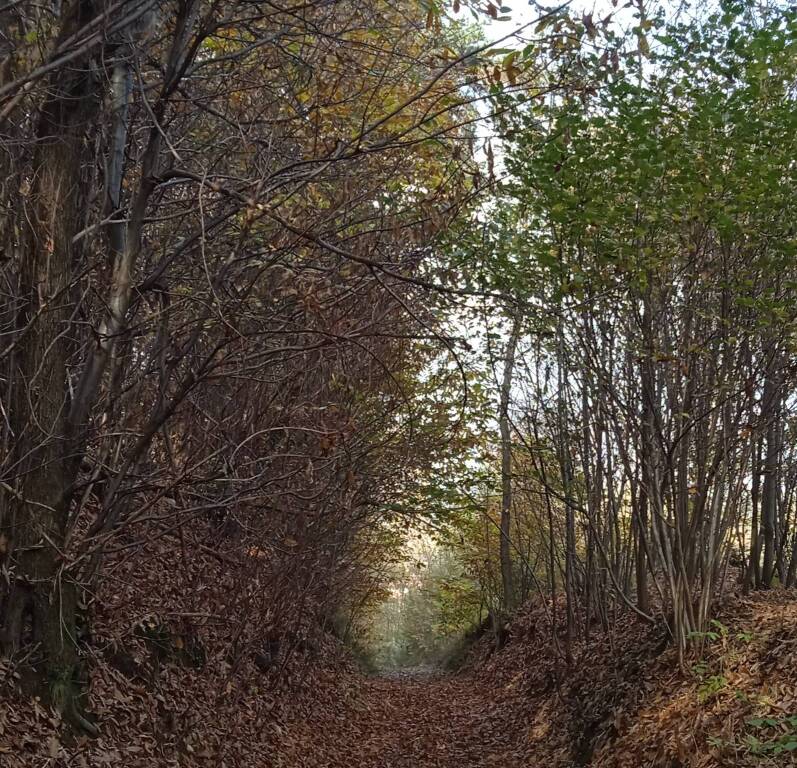 foglie e bosco in autunno