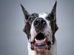 Generico 17 Nov 2025