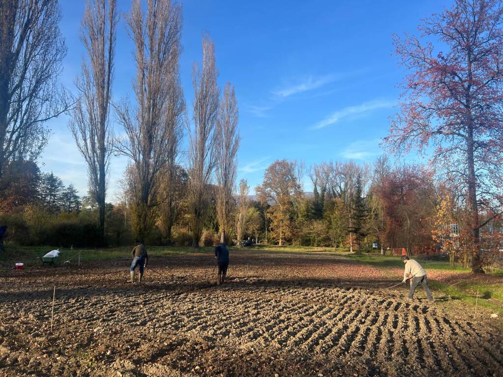 La semina dei cereali preistorici accanto al cantiere del museo Neo Bodio