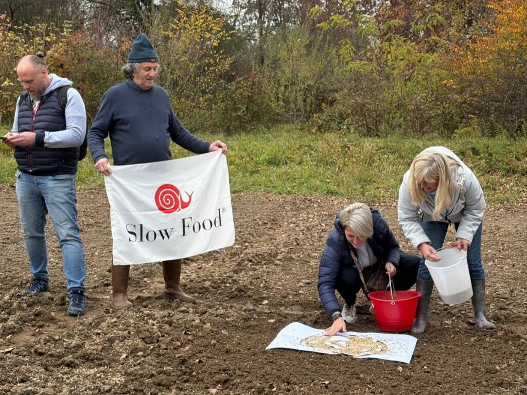 La semina dei cereali preistorici accanto al cantiere del museo Neo Bodio