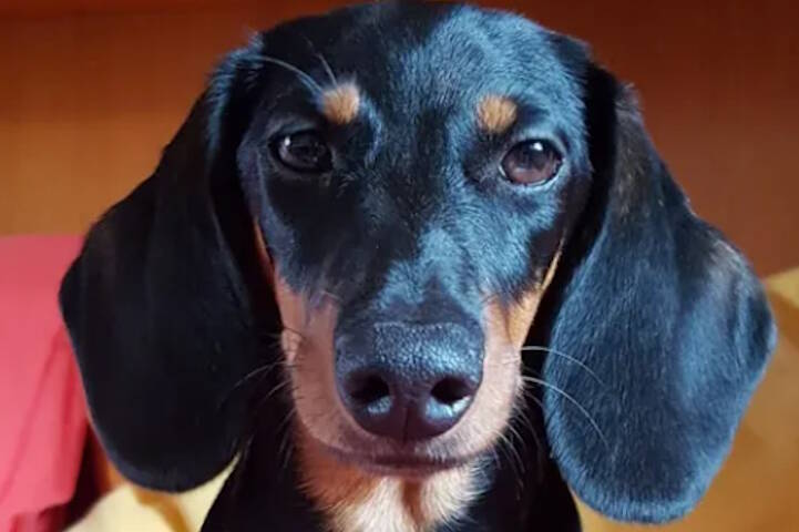 maya