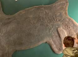 museo dei fossili besano