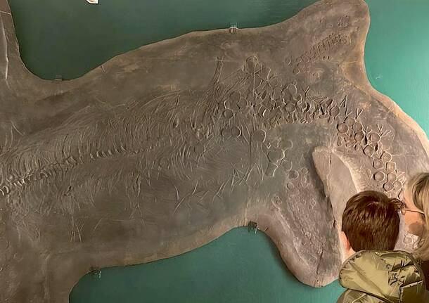 museo dei fossili besano