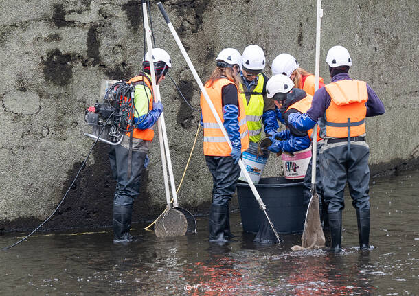 Lo svuotamento dei canali alla diga di Panperduto a Somma Lombardo