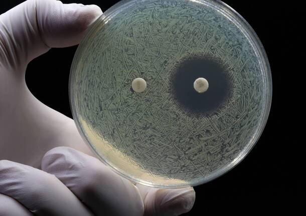 Università dell'insubria 