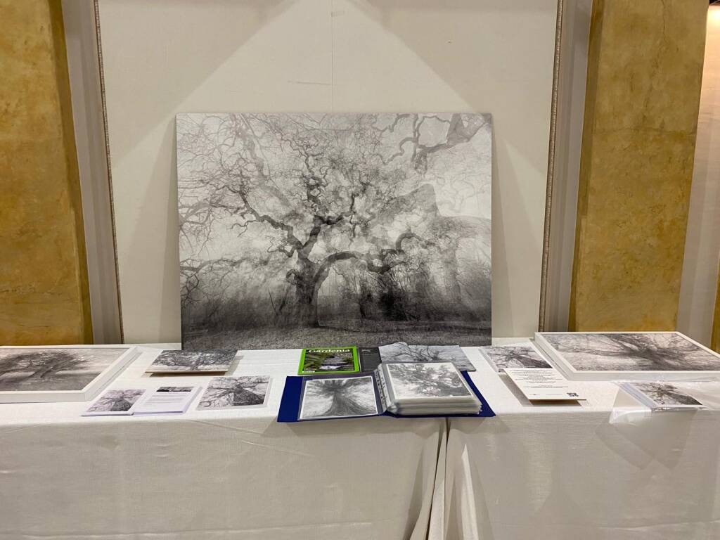 ""Whispering Trees”, inaugurata al Lyceum di Varese la mostra fotografica