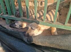 Abbandonati tra deiezioni e sporcizia, 5 cuccioli salvati nel milanese da Guardie Zoofile e OIPA