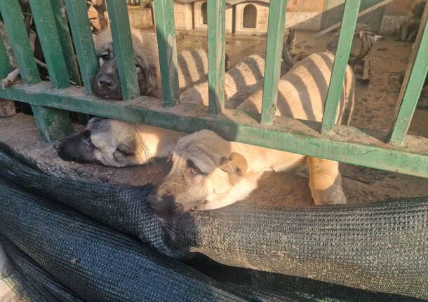 Abbandonati tra deiezioni e sporcizia, 5 cuccioli salvati nel milanese da Guardie Zoofile e OIPA