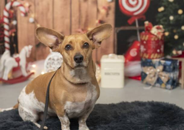 Alan Pet Shop ti regala un ricordo di Natale