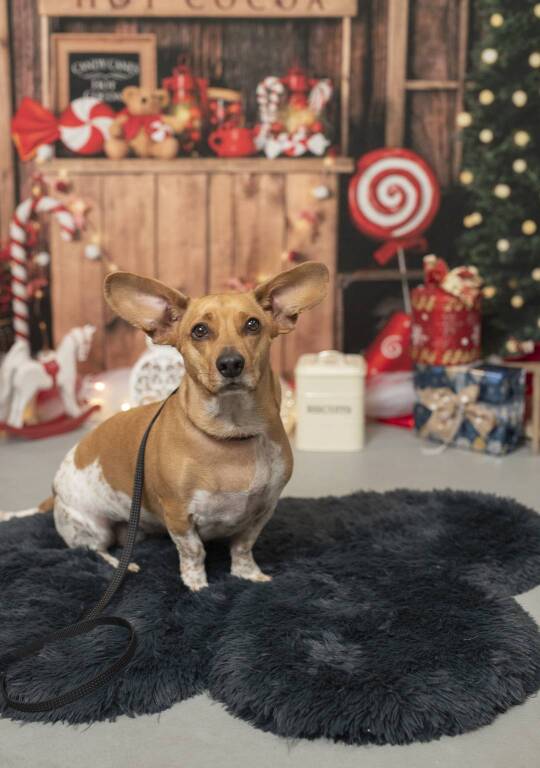 Alan Pet Shop ti regala un ricordo di Natale