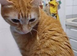 Anacleto gatto superstite lavatrice 