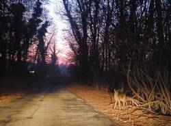 Ardena, la strada nel bosco per Marchirolo