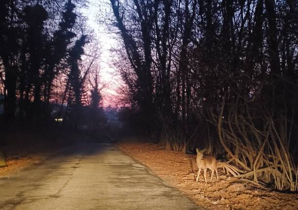 Ardena, la strada nel bosco per Marchirolo