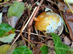 Rifiuti abbandonati Castronno: il 2025 verso il 2026