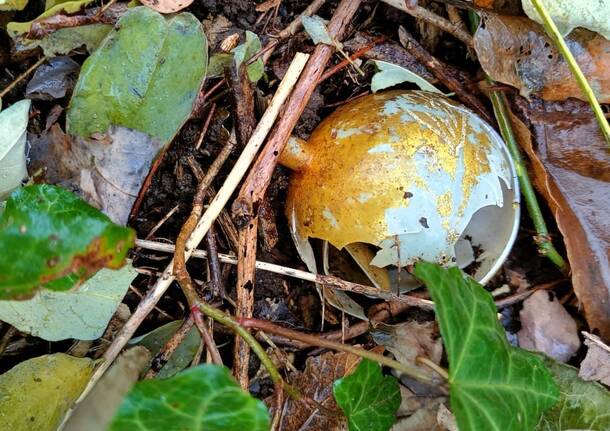 Rifiuti abbandonati Castronno: il 2025 verso il 2026