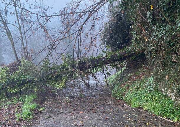 costa Lonate Ceppino custieu