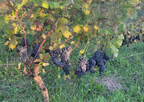 Emotion Green Wine, a Natale un’idea regalo tra bollicine uniche e vini nati dalla passione