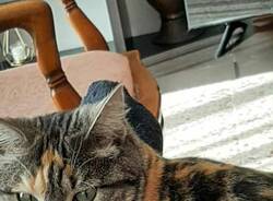 Aiutatemi a ritrovare Melody, una delle gattine scappate dopo l’incendio di Laveno Mombello