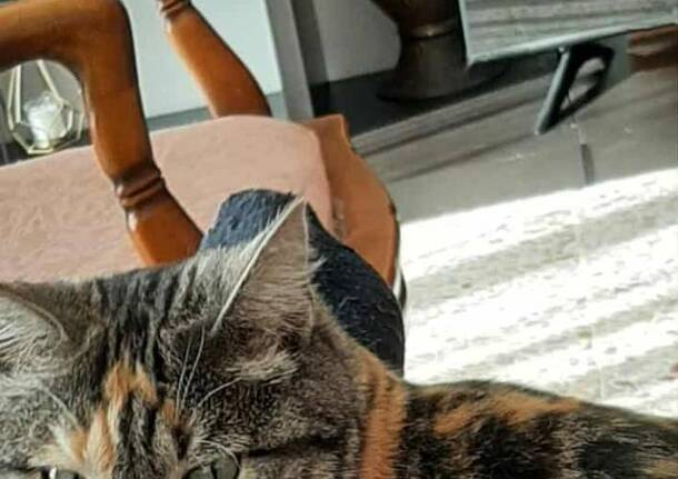 Aiutatemi a ritrovare Melody, una delle gattine scappate dopo l’incendio di Laveno Mombello