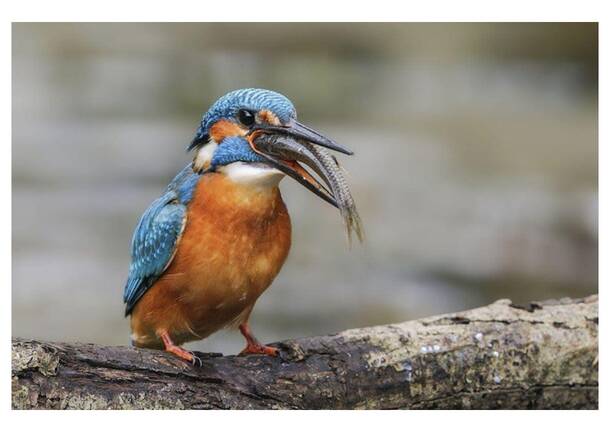 Generico 15 Dec 2025