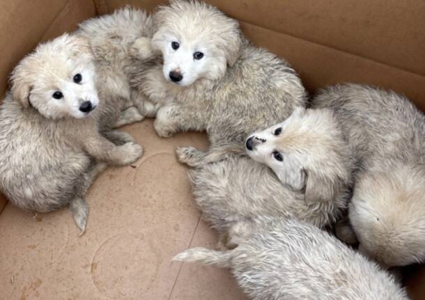 Generico 15 Dec 2025