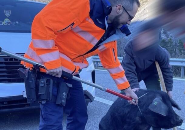 “C’è un maiale in autostrada”: la curiosa richiesta di soccorso per la polizia cantonale dei grigioni a Coira