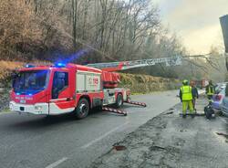 Pianta caduta Laveno 