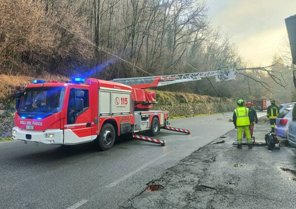 Pianta caduta Laveno 