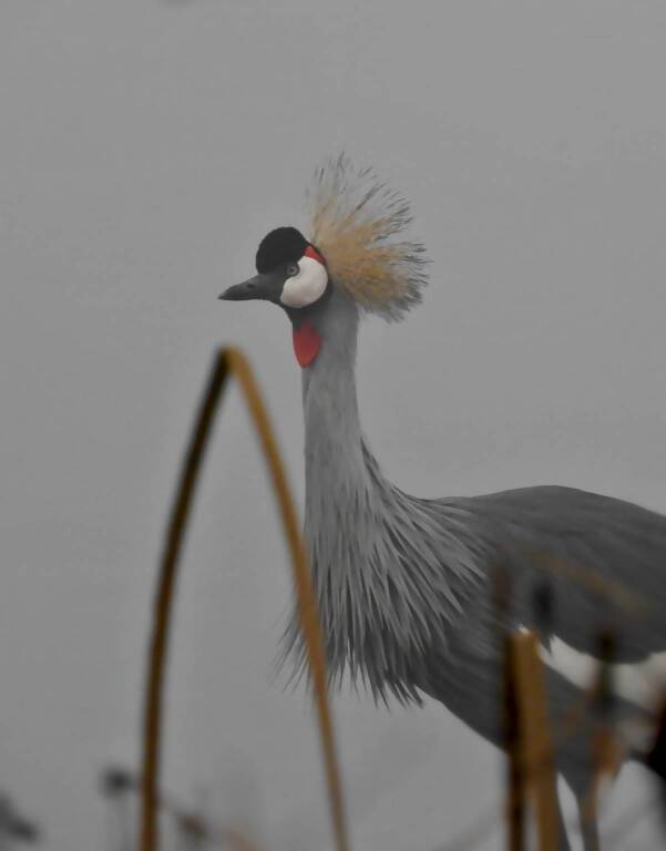 gru coronata foppa san vittore olona