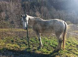 Un tranquillo Capodanno da quadrupede