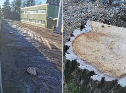 scuola de amicis castronno taglio alberi