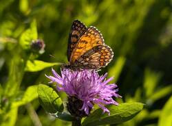 BioBlitz
