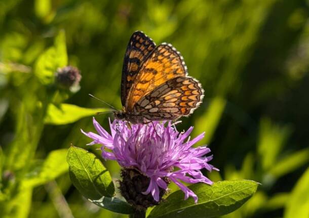 BioBlitz