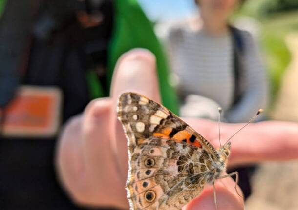 BioBlitz Lombardia 2026: nel Varesotto un weekend per diventare naturalisti per un giorno