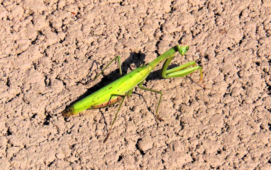 Mantidi