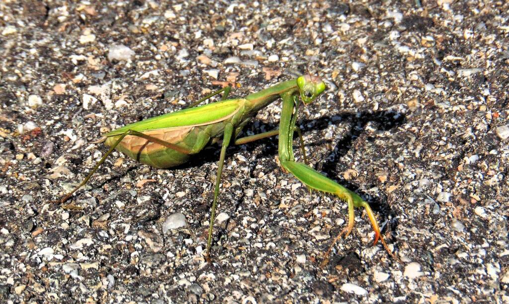 Mantidi