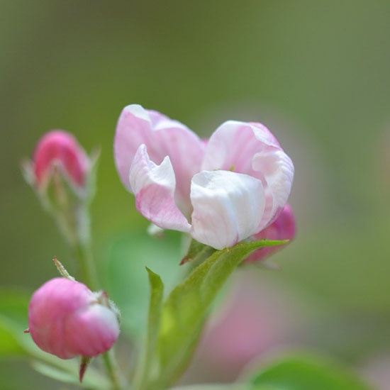 Maria Carla De Tomasi