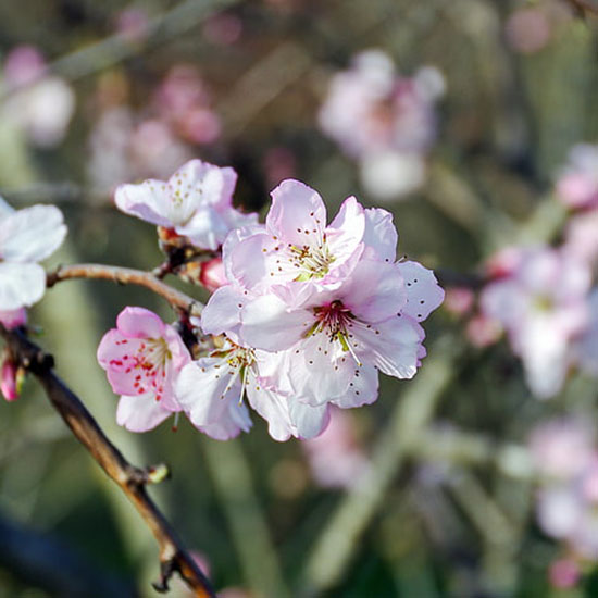 Giancarlo Garavaglia