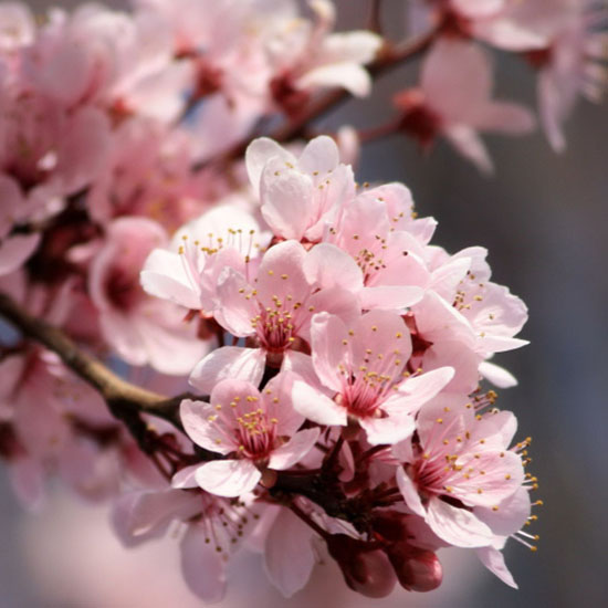 Antonietta MIngazzini Limido