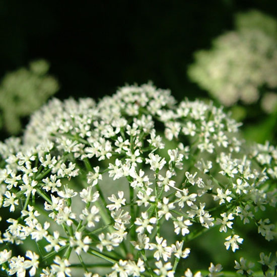 Elda Mozzanica ved. Parnigoni