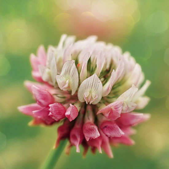 Rag. Gianpaolo Contini