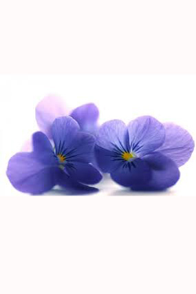 Orchidea2 x varesenews