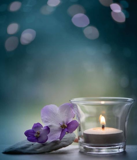 orchidea
