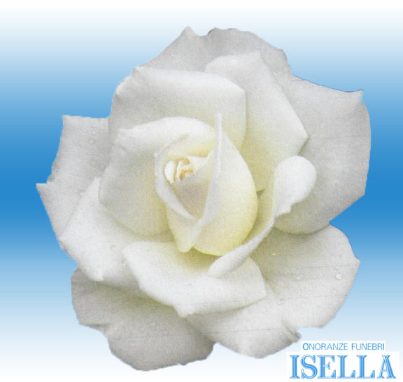 Immagine Rosa Varesenews